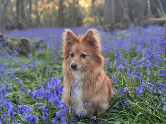 Rachel Berridge's dog, a comforting companion in a natural setting, symbolizing calm and companionship.